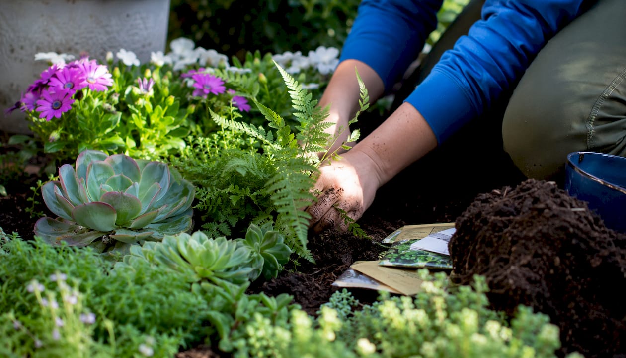 Diverse garden plant textures overhead