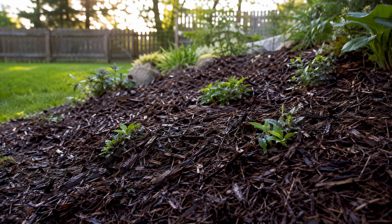 Mulch protecting soil on garden slope