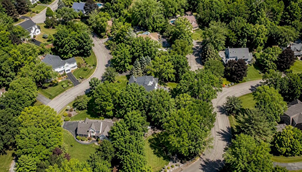 Aerial photo showing distinct tree crowns over neighborhood