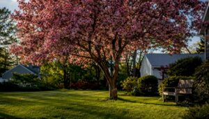 Flowering crabapple tree in front lawn