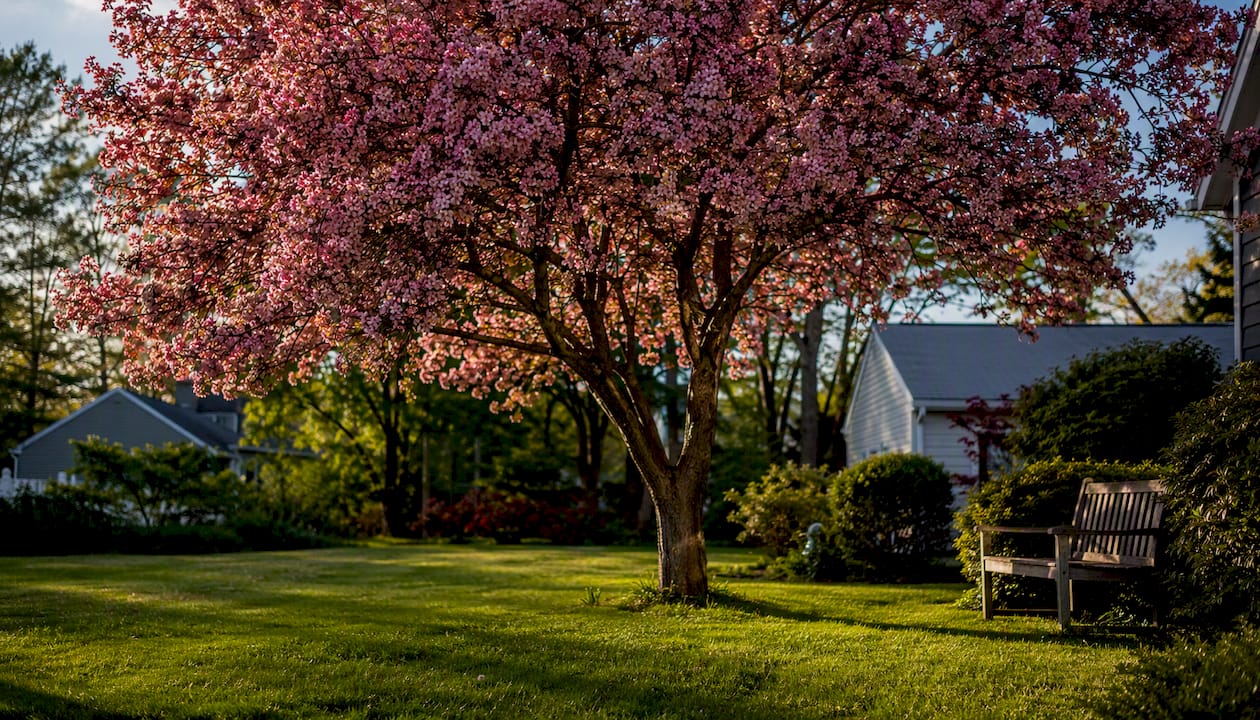 Flowering crabapple tree in front lawn