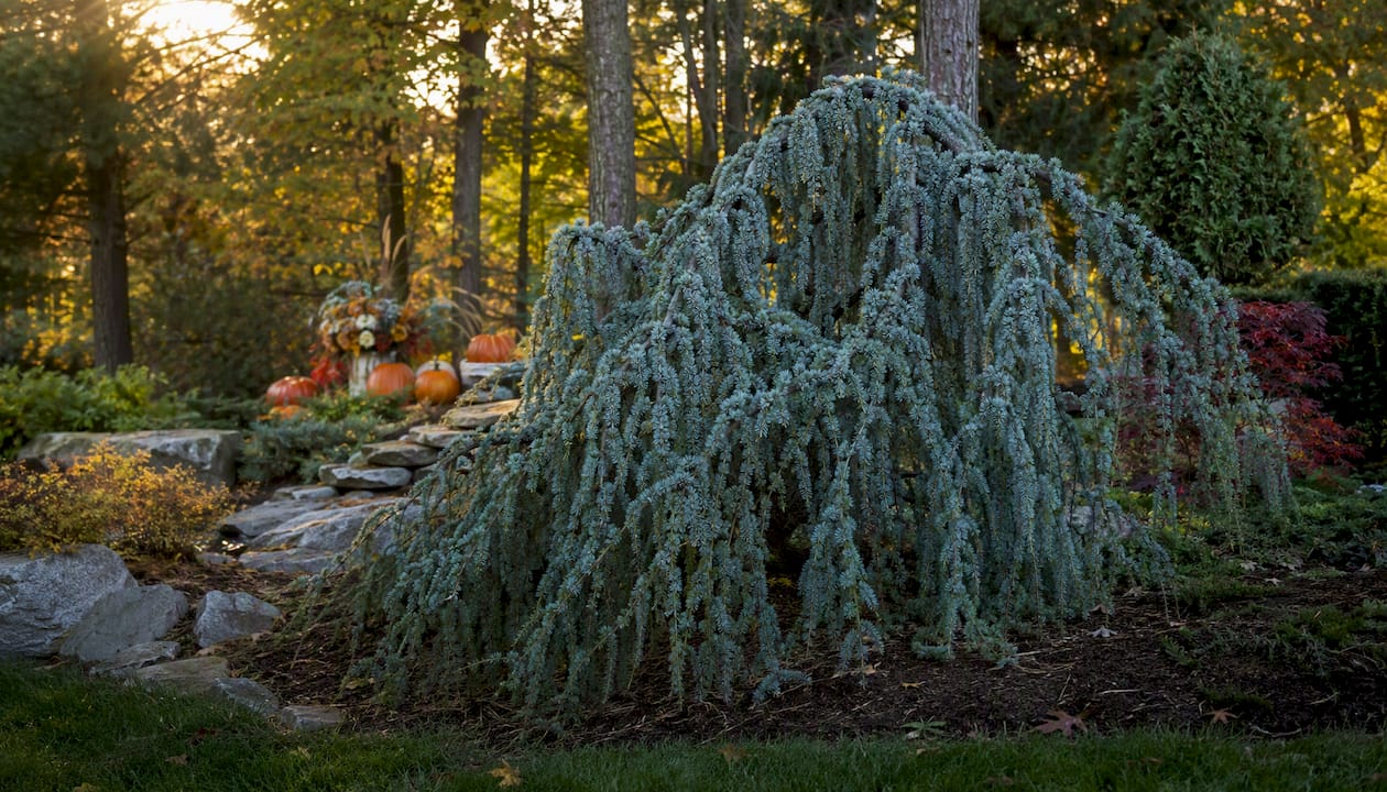 Weeping blue spruce specimen in garden
