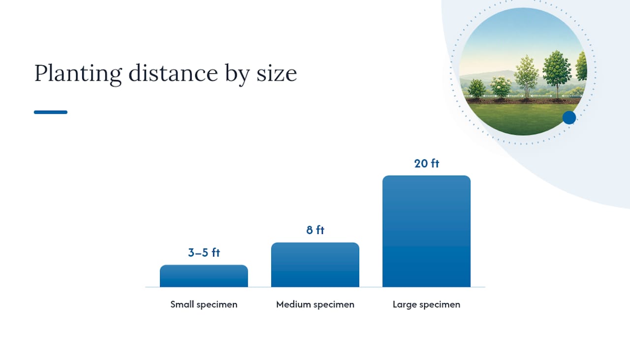 Specimen plant size categories and visual impact timeline