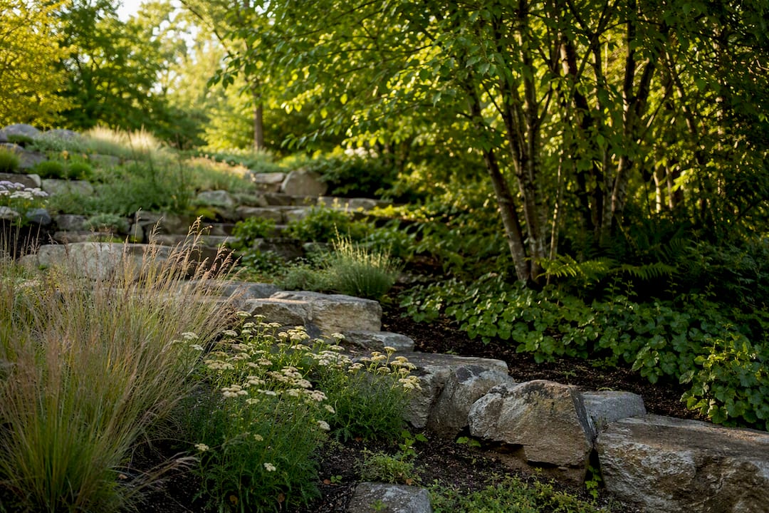 Native plants matched to sun and soil on hillside