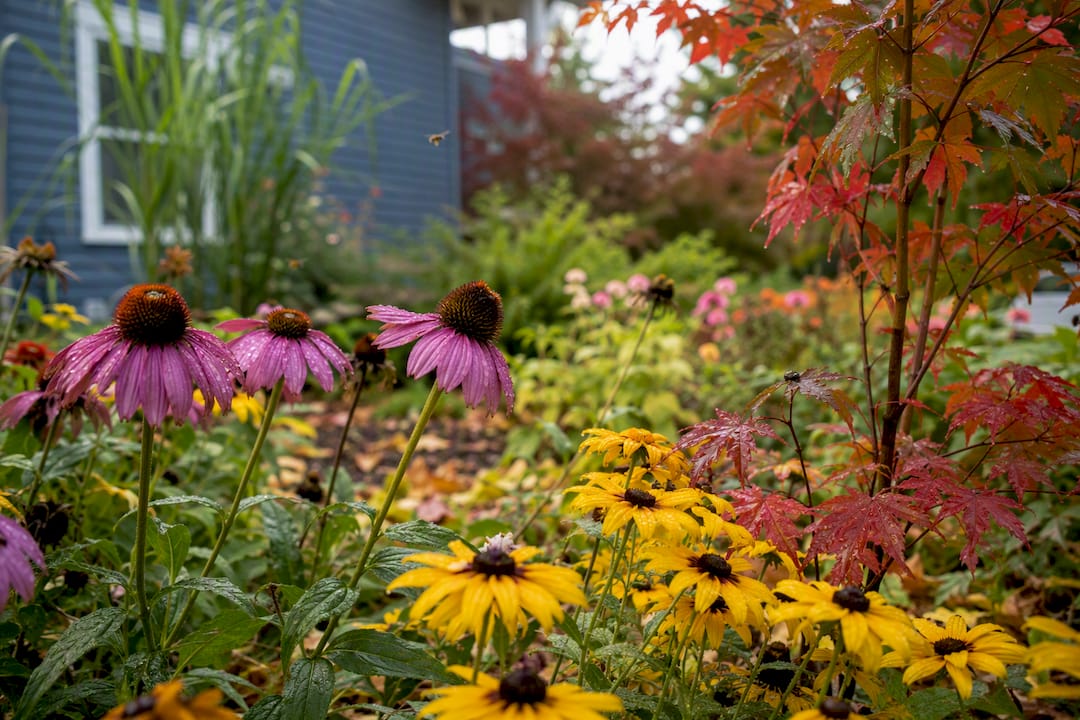 Native New Hampshire plants in natural garden bed