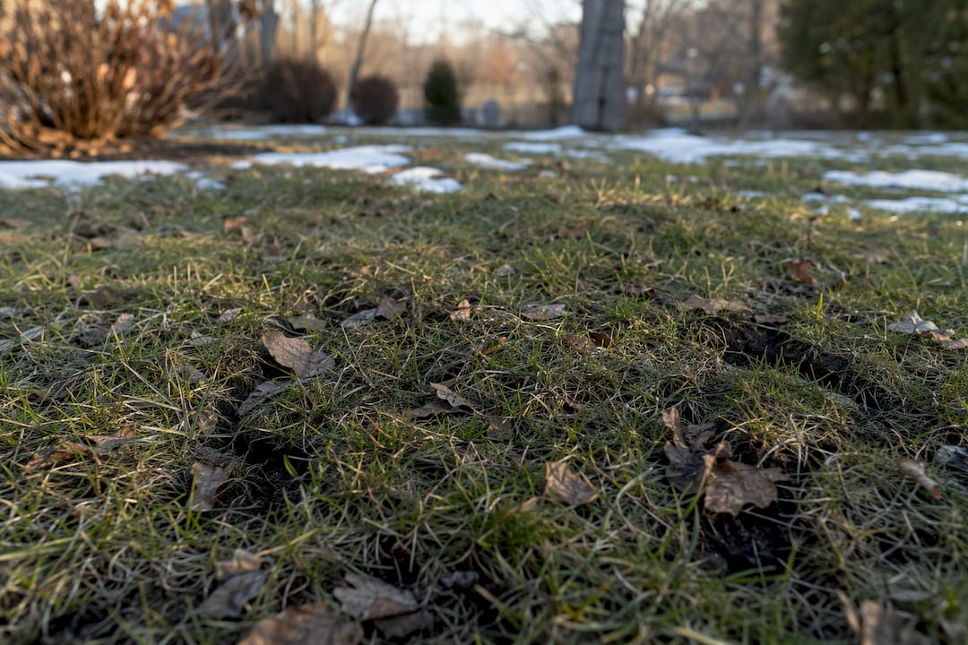 Winter vole damage in tall grass lawn