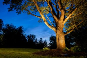 Tree illuminated by warm LED uplighting