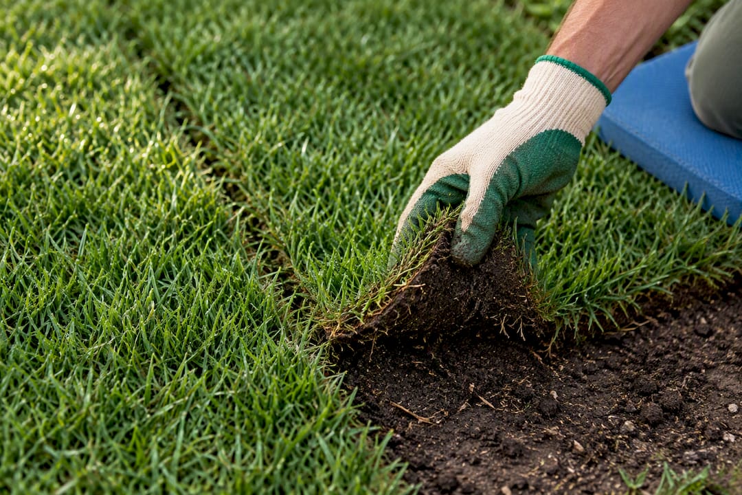 Homeowner checking new sod with tug test